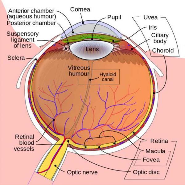 Image: Diagram of the eye